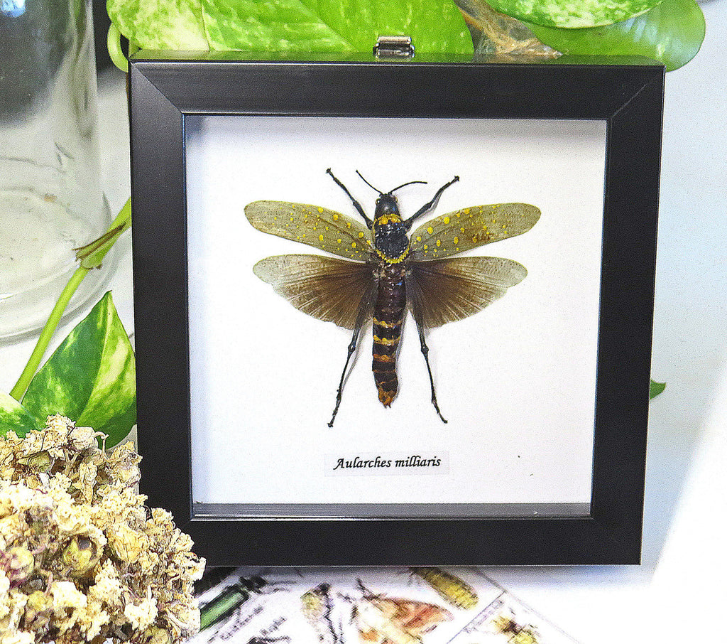 Aularches miliaris