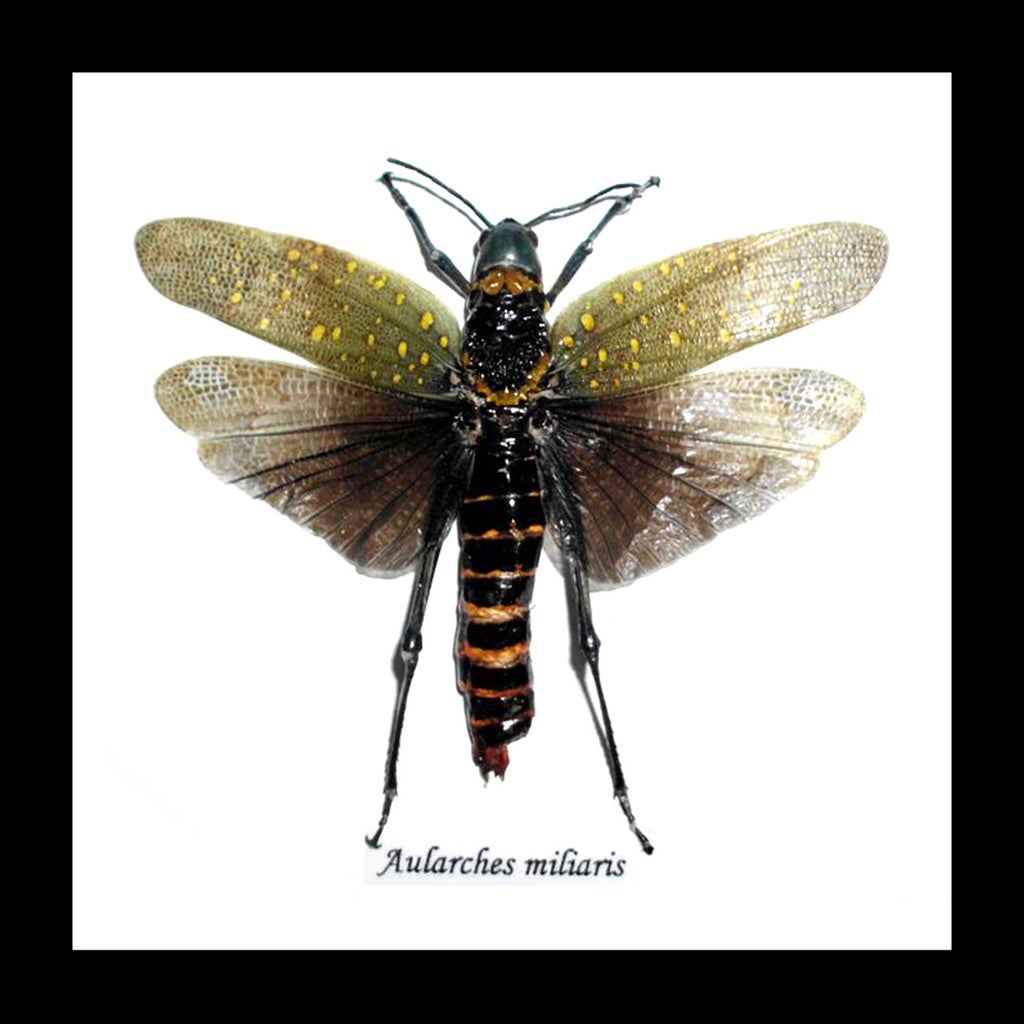 Aularches miliaris