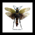 Aularches miliaris