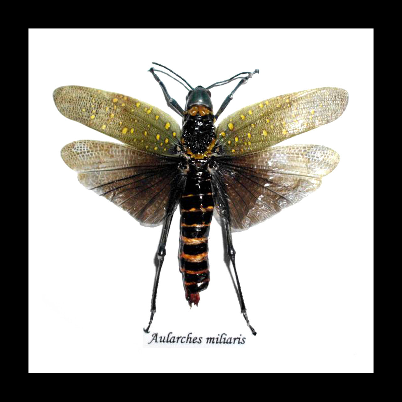Aularches miliaris
