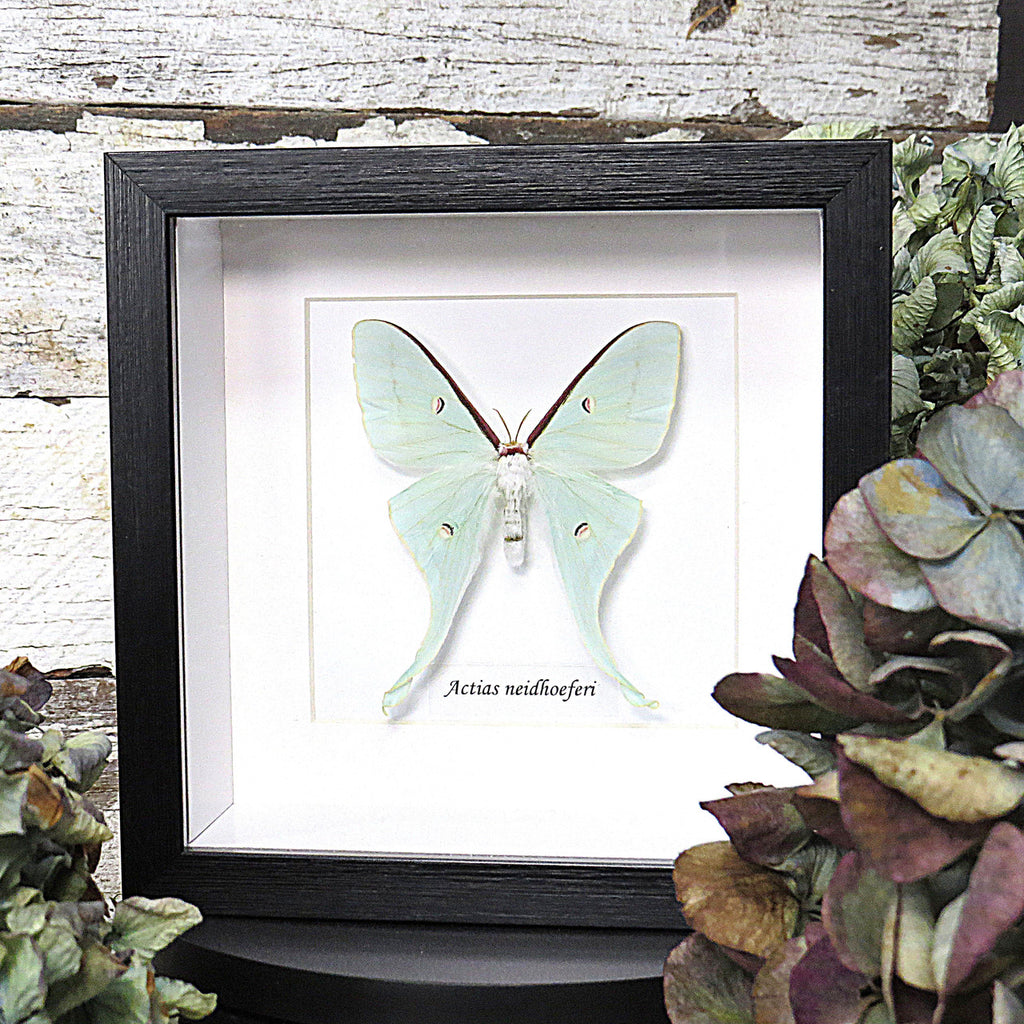 Actias neidhoeferi