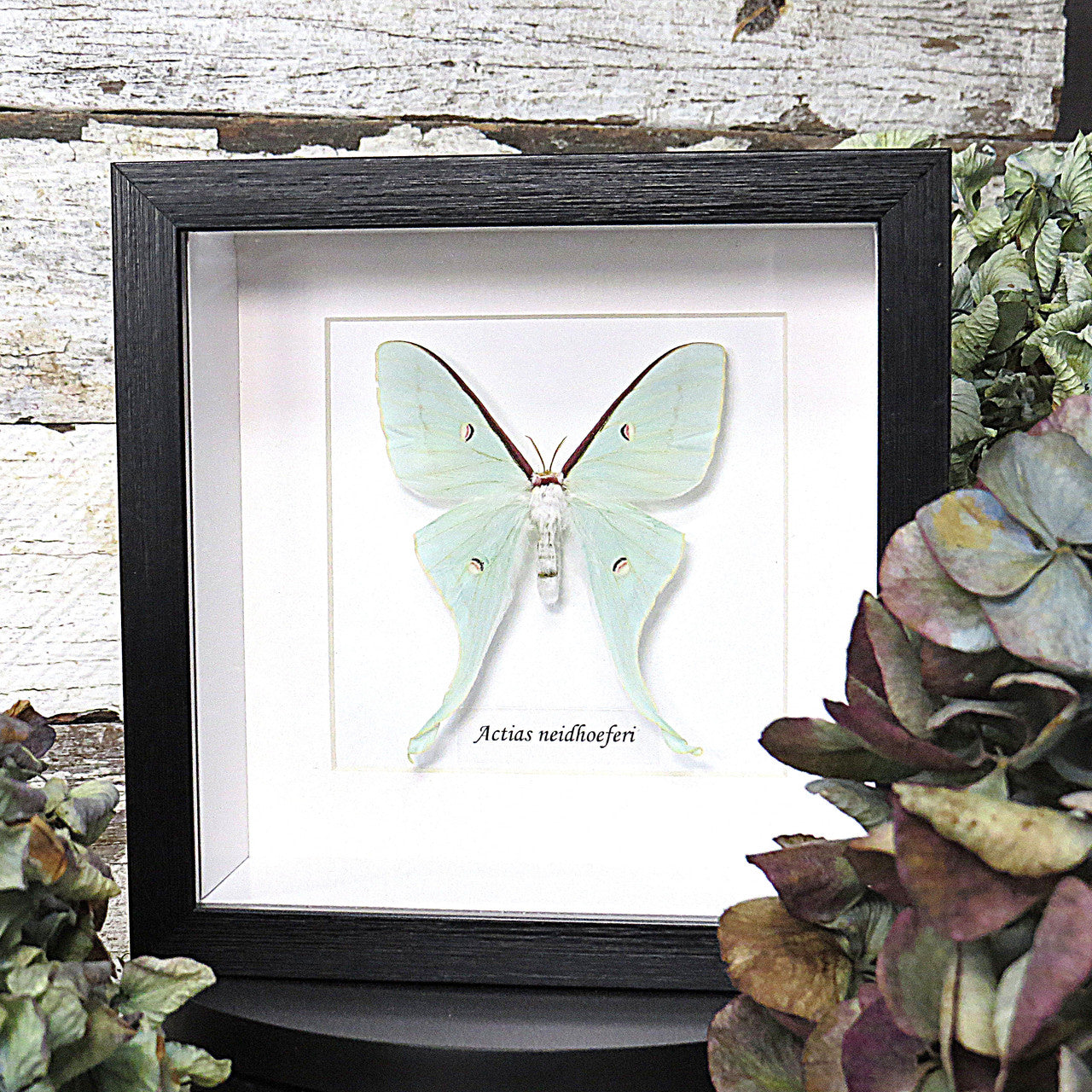 Actias neidhoeferi