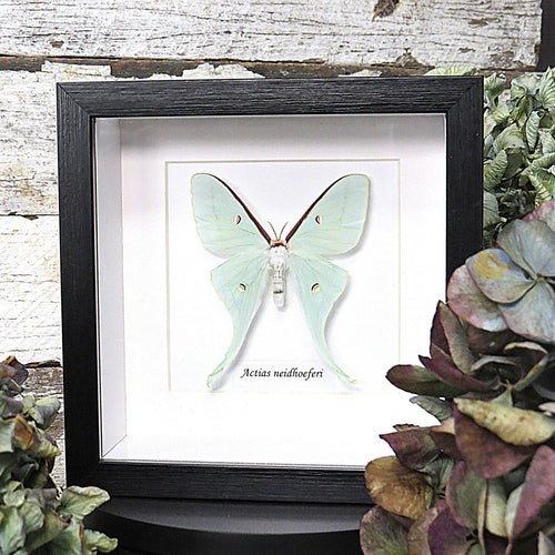 Actias neidhoeferi