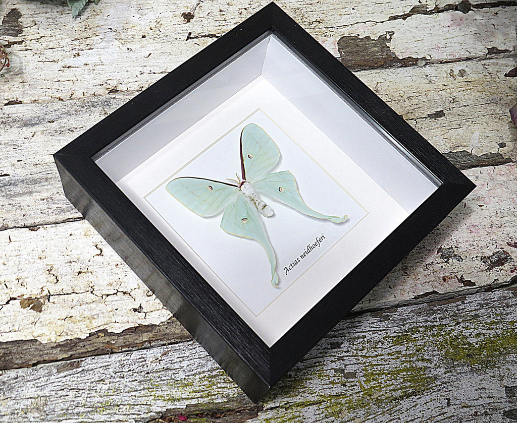 Actias neidhoeferi