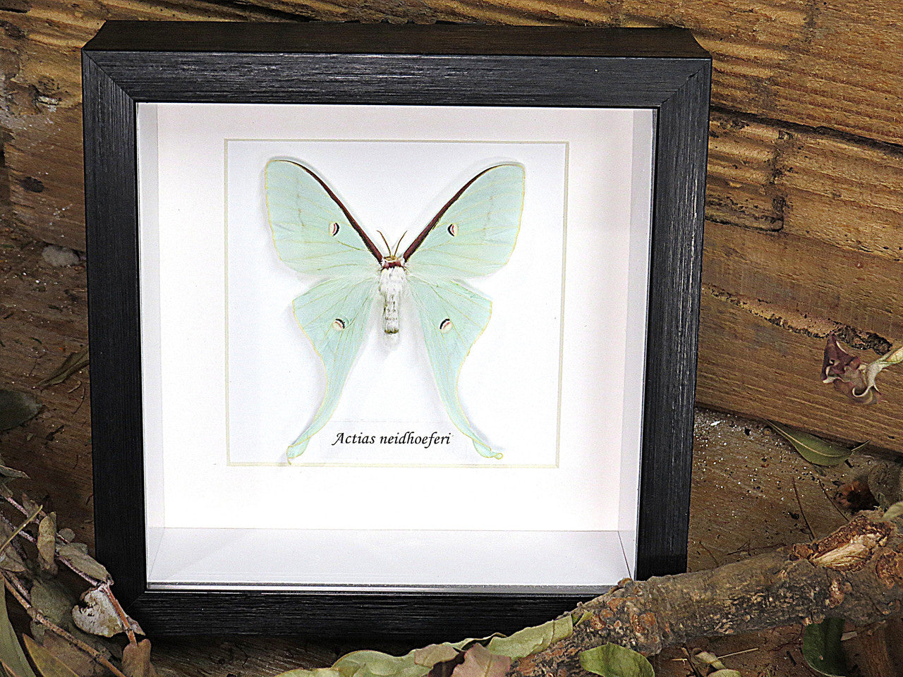 Actias neidhoeferi