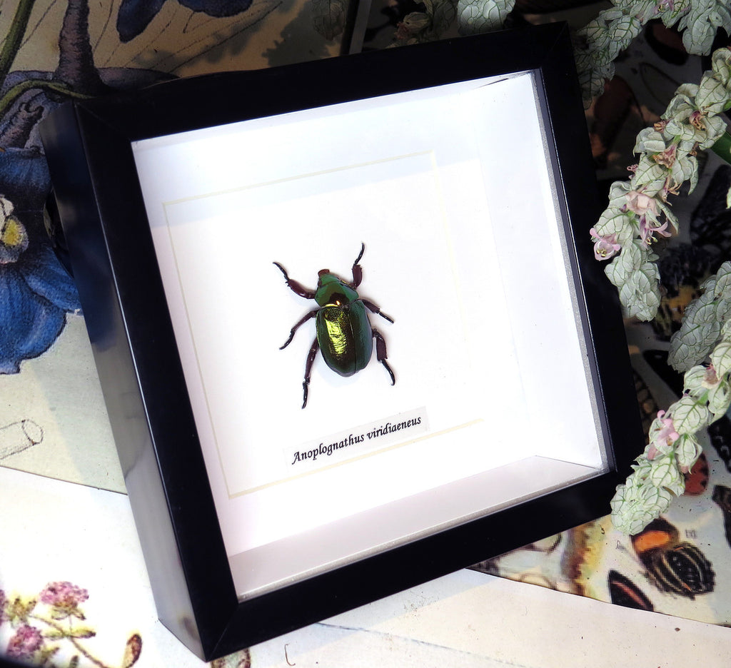 Anoplognathus viridiaeneus