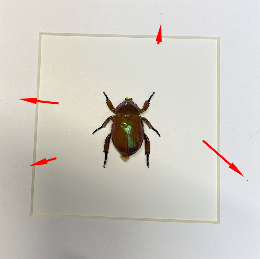 Anoplognathus viridiaeneus Australian xmas beetle  ( special )