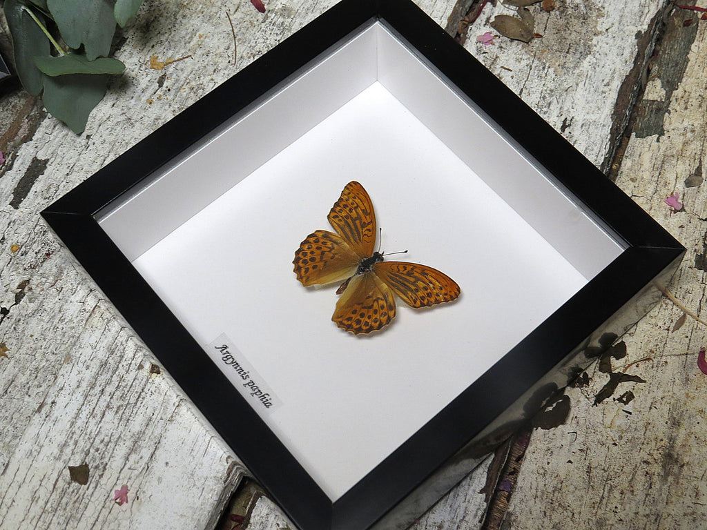 Argynnis paphia