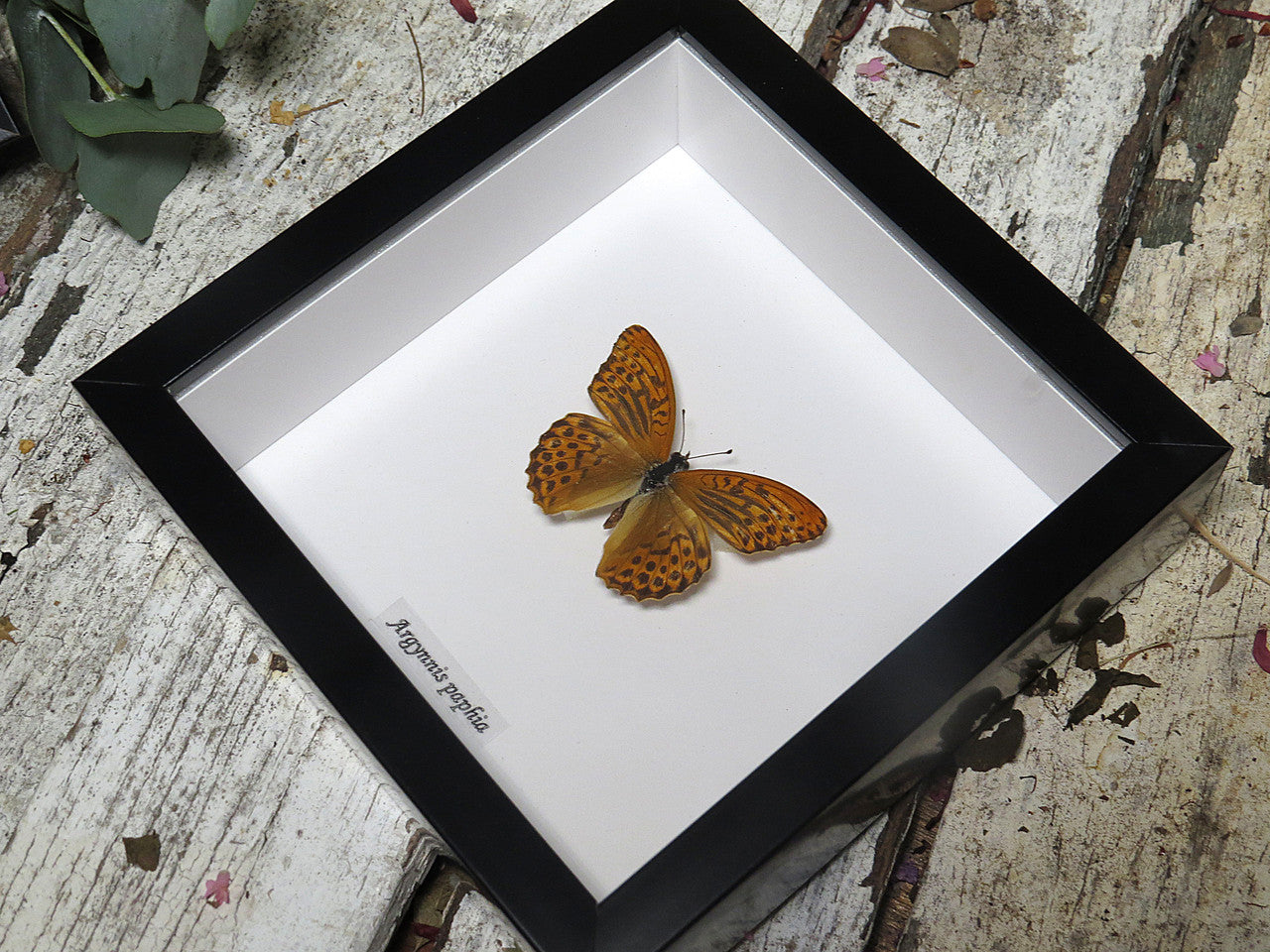 Argynnis paphia