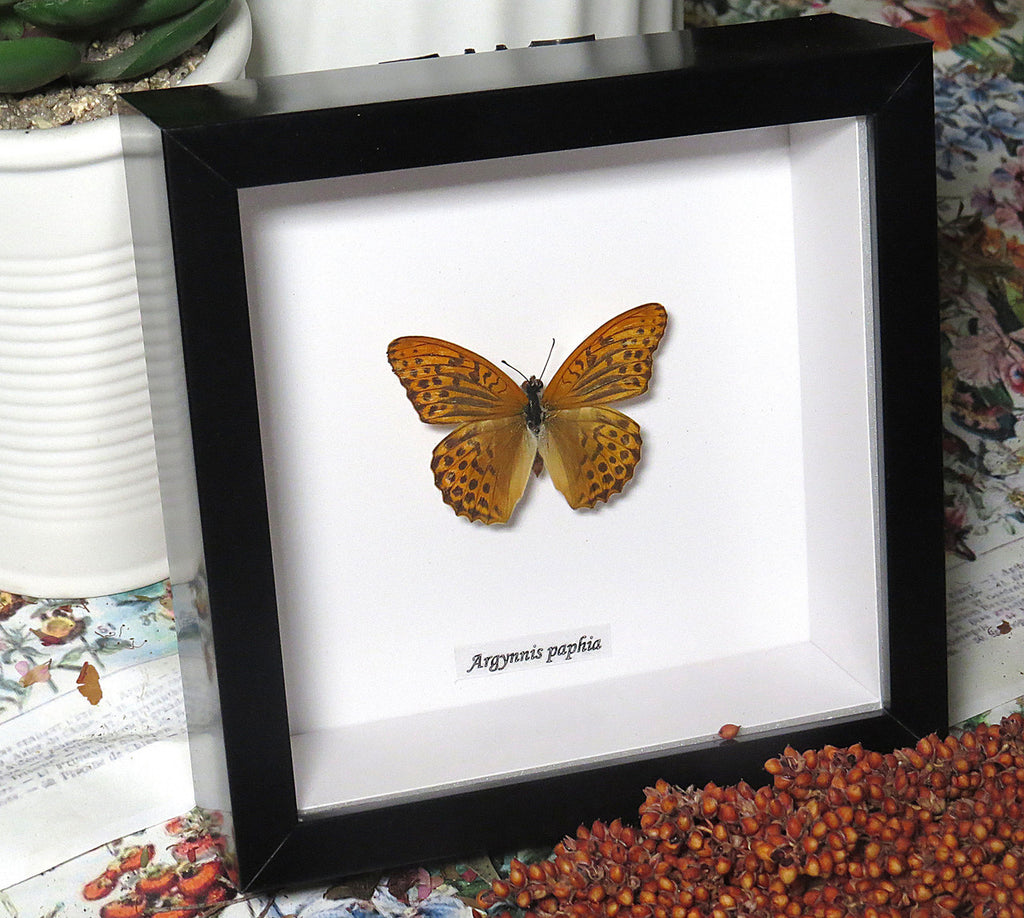 Argynnis paphia
