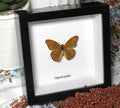 Argynnis paphia