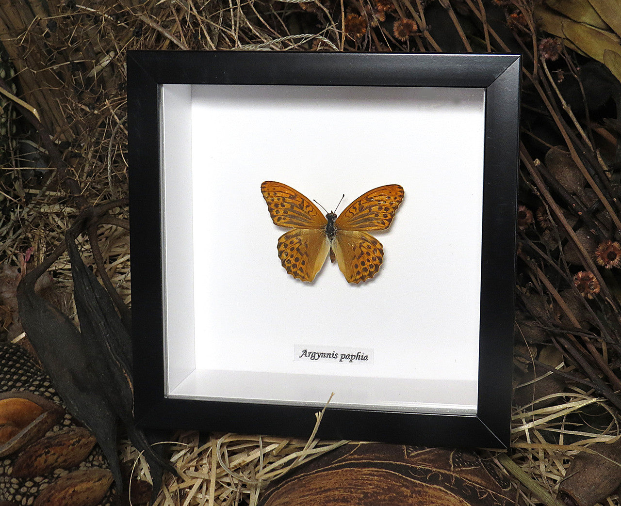 Argynnis paphia