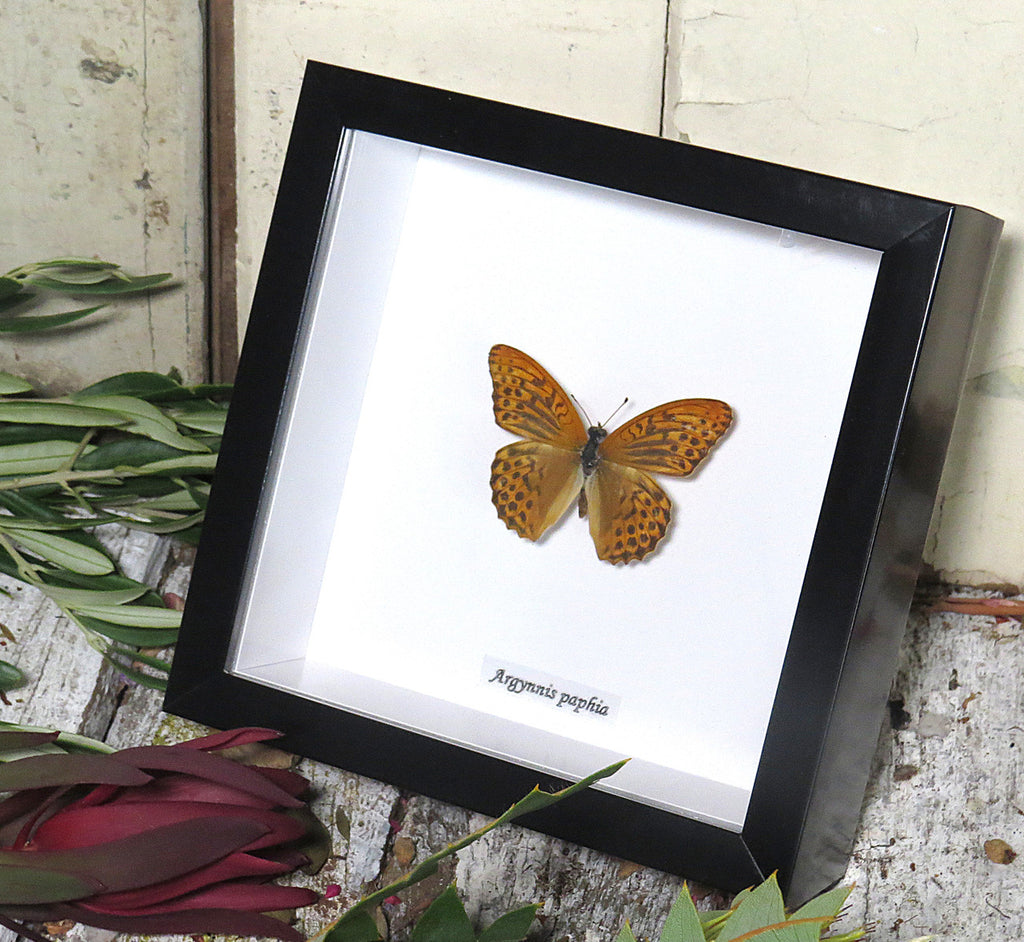 Argynnis paphia