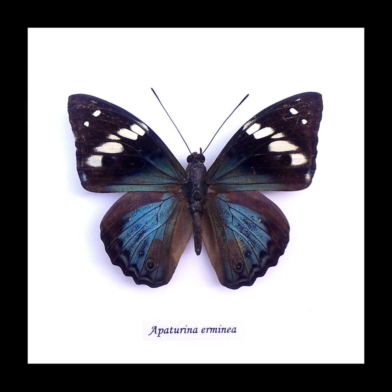 Apaturina erminea
