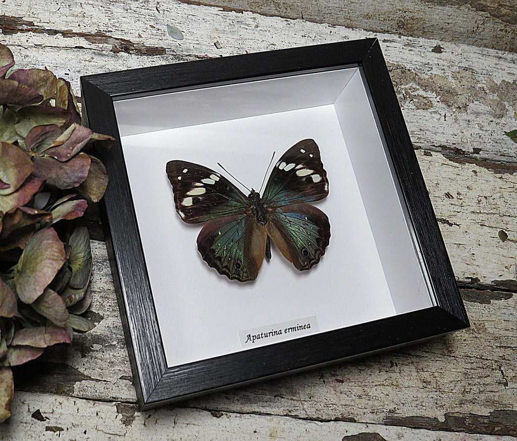 Apaturina erminea