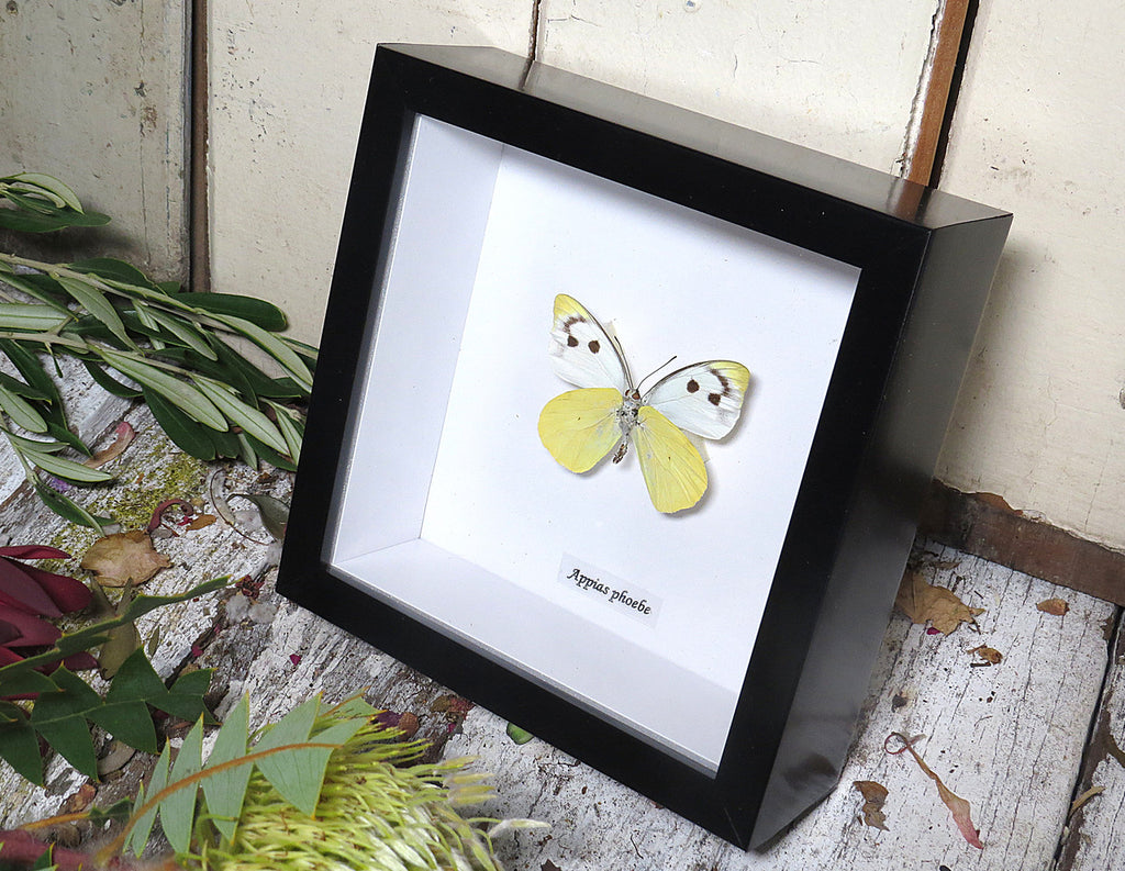 Appias phoebe 