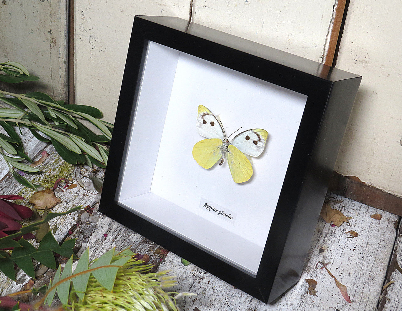 Appias phoebe 