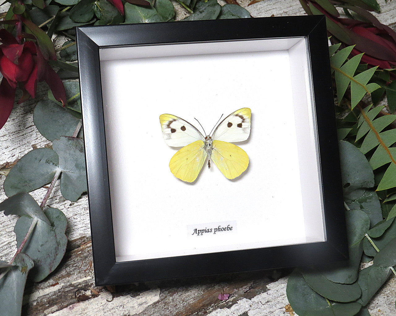 Appias phoebe 