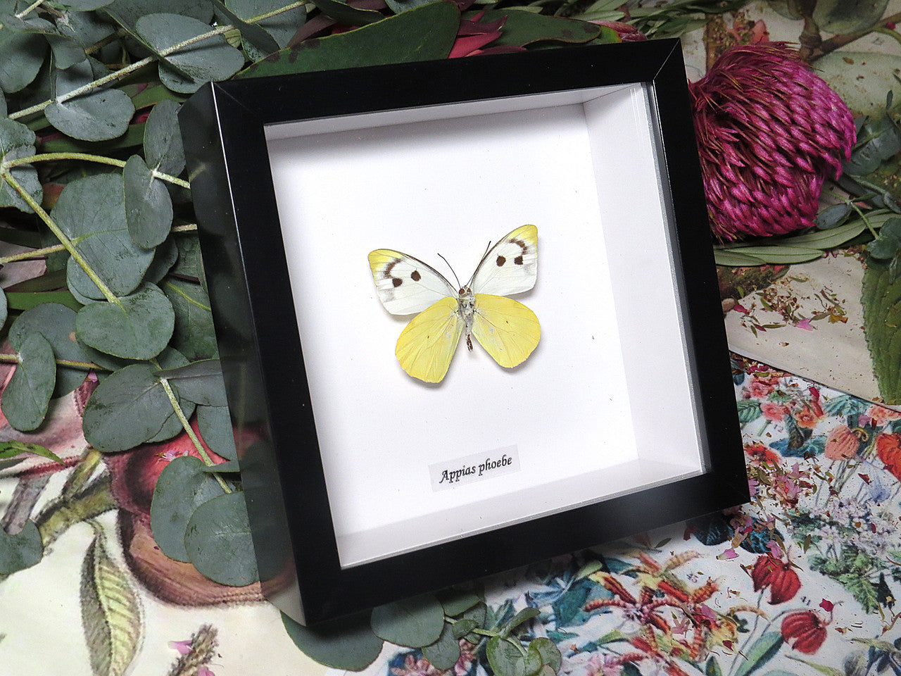 Appias phoebe 