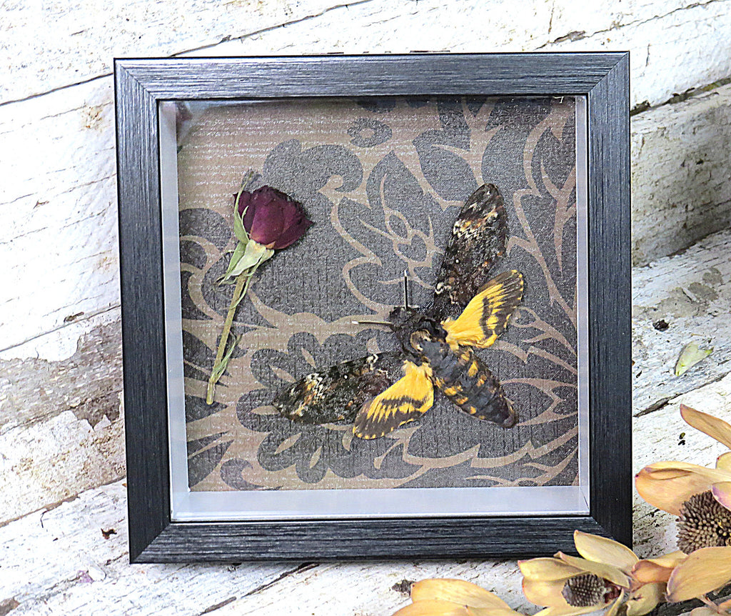 Acherontia atropos AKA Death's-head moth gothic rose
