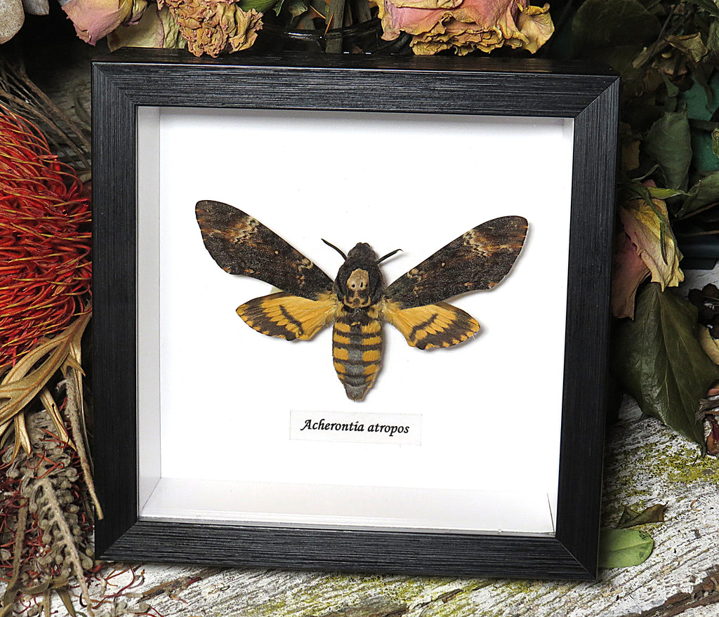 Acherontia atropos AKA Death's-head moth