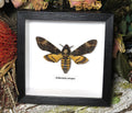 Acherontia atropos AKA Death's-head moth