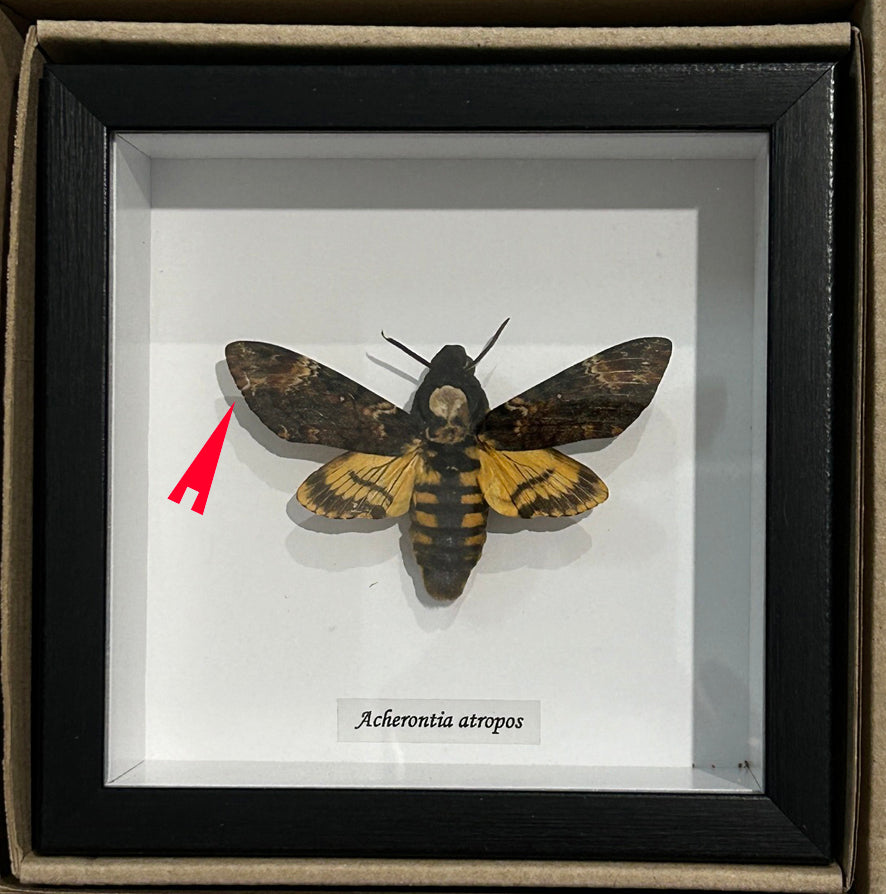 Acherontia atropos aka Death's-head moth  # 15  ( special )