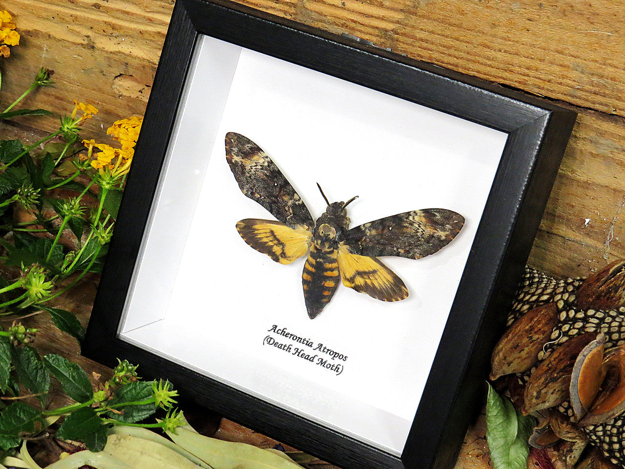 Acherontia atropos  Death's-head moth