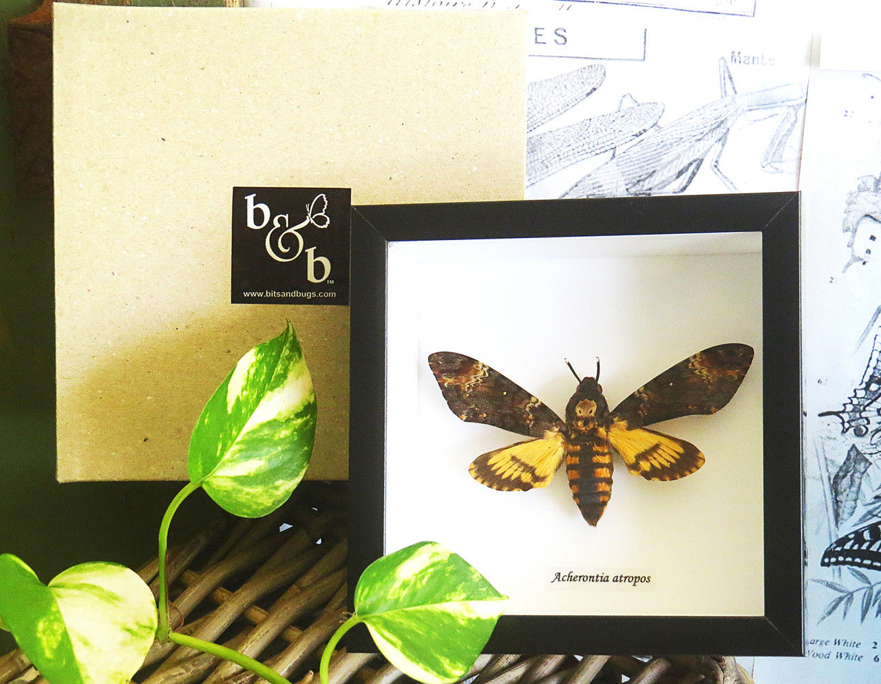 deaths head moth silence of the lambs acherontia atropos
