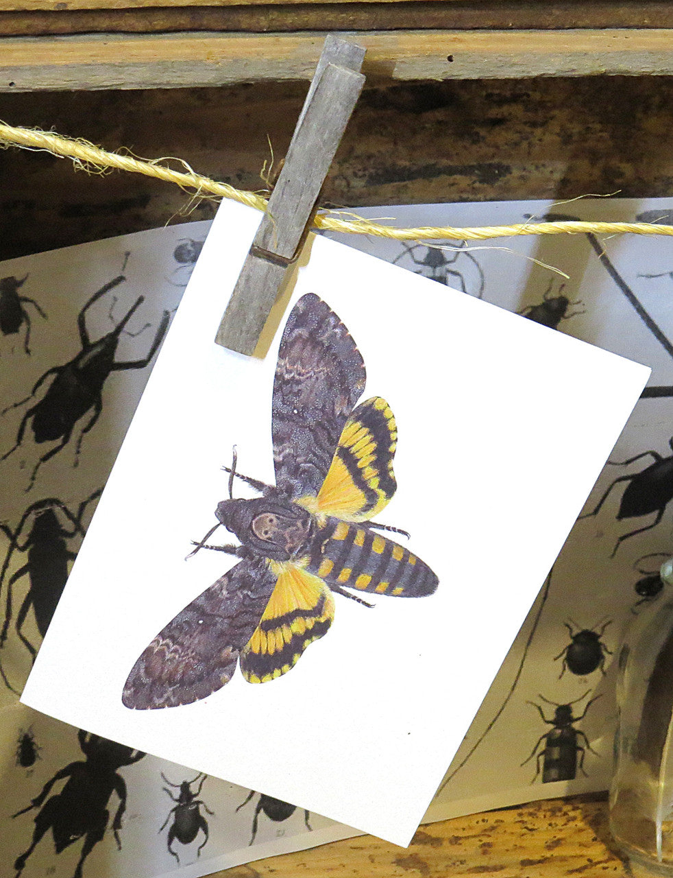 Insect bug bee butterfly dragonfly taxidermy entomology beetle moth
