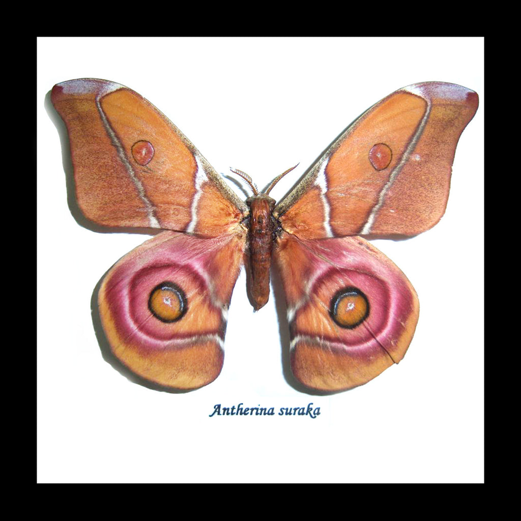 Moth framed Bits & Bugs  Antherina suraka