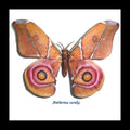 Moth framed Bits & Bugs  Antherina suraka