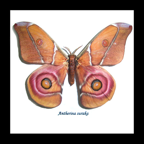 Moth framed Bits & Bugs  Antherina suraka
