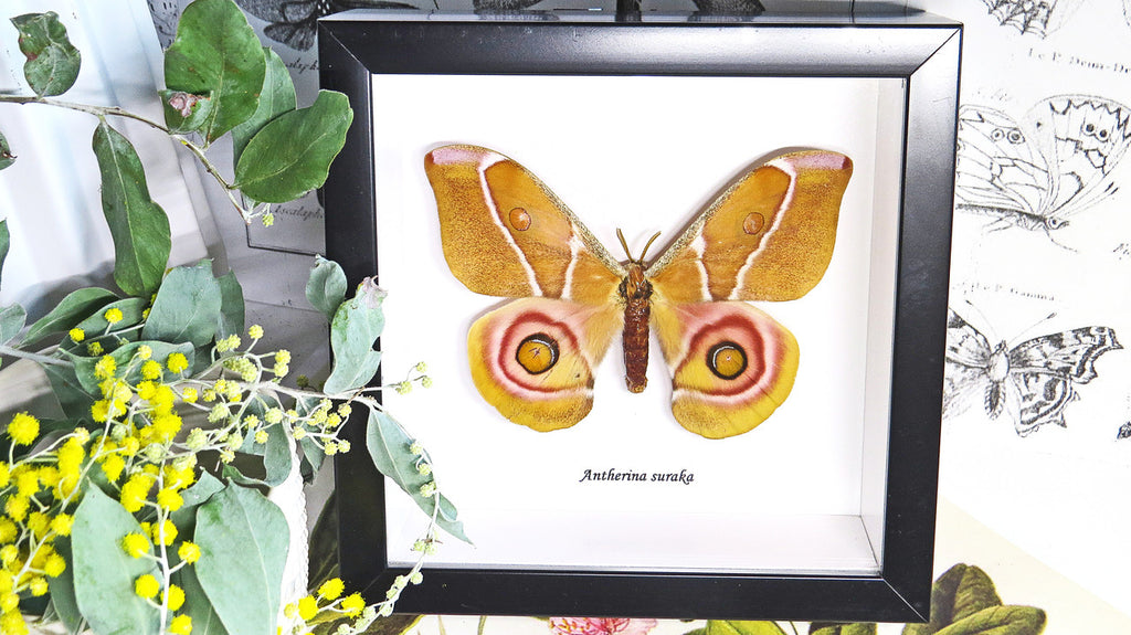 Moth framed Bits & Bugs 