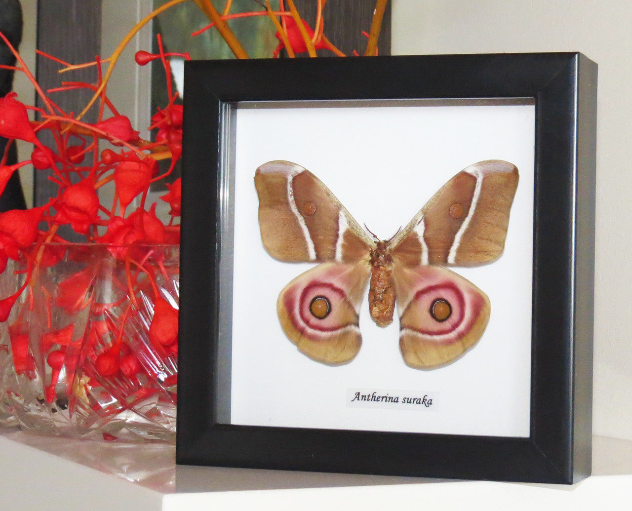 Moth framed Bits & Bugs 