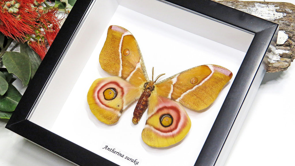 Moth framed Bits & Bugs 