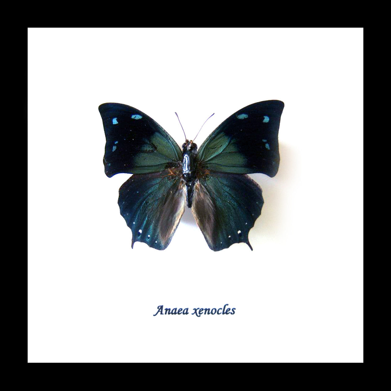 Anaea xenocles Bits&Bugs 