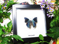 BAAXE Anaea xenocles 1