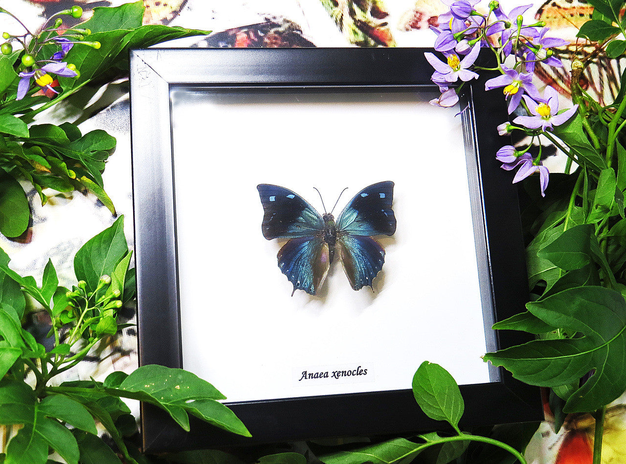 BAAXE Anaea xenocles 1