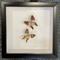 Ancyluris sp. (Special no returns)
