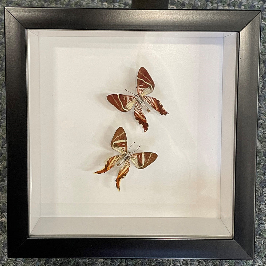 Ancyluris sp. (Special no returns)