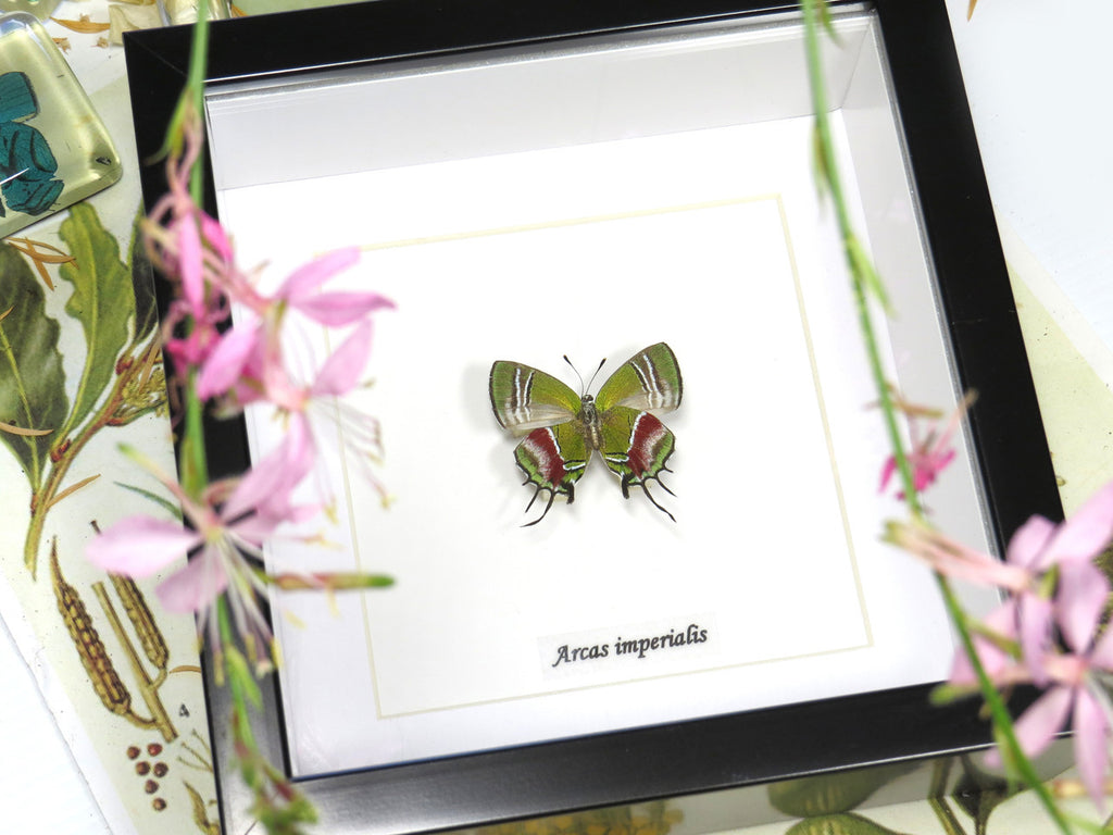 Arcas imperialis