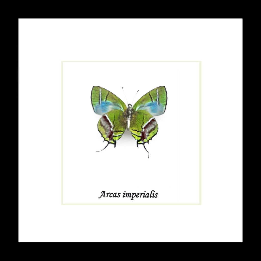 Arcas imperialis