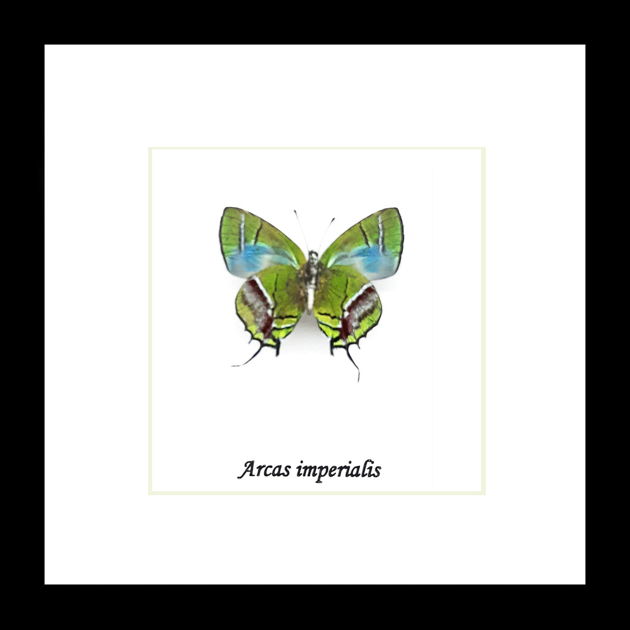 Arcas imperialis