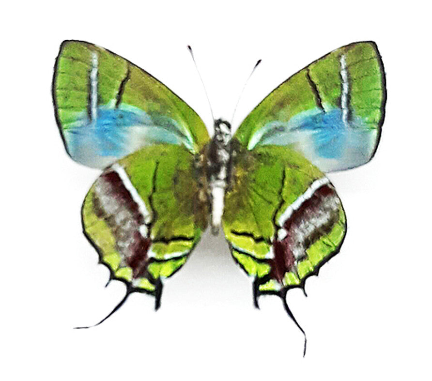 Arcas imperialis