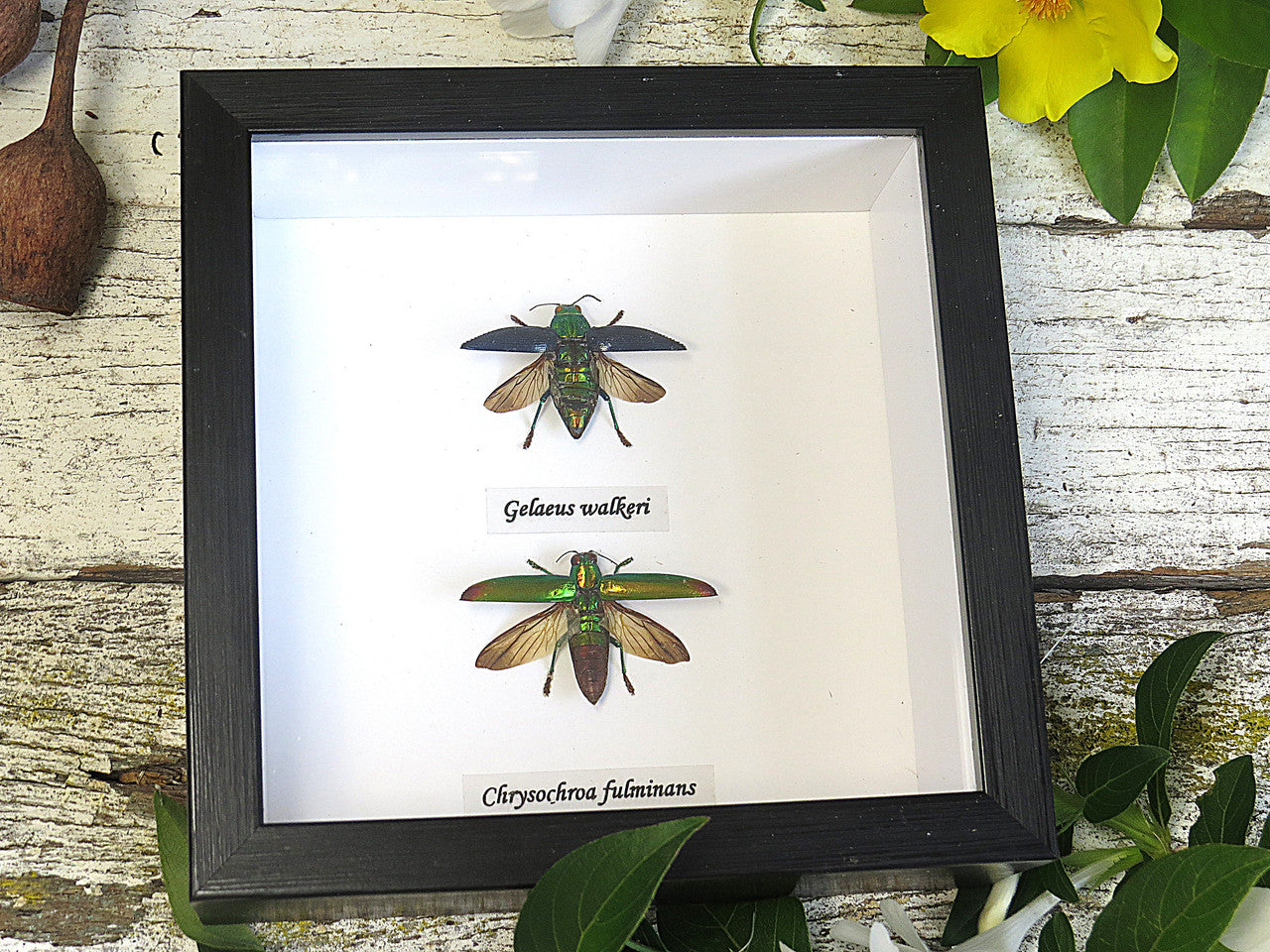  Chrysochroa fulminans + Galeus walkeri