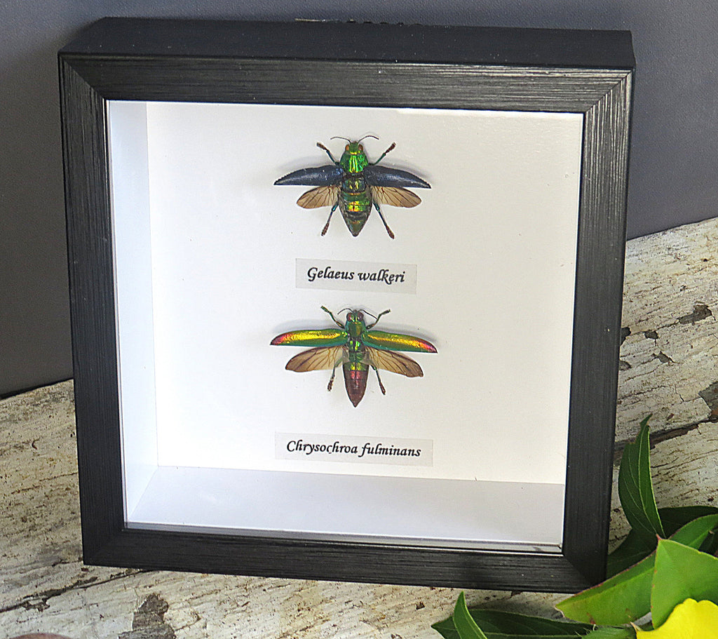  Chrysochroa fulminans + Galeus walkeri