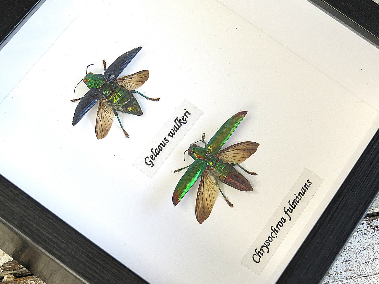  Chrysochroa fulminans + Galeus walkeri