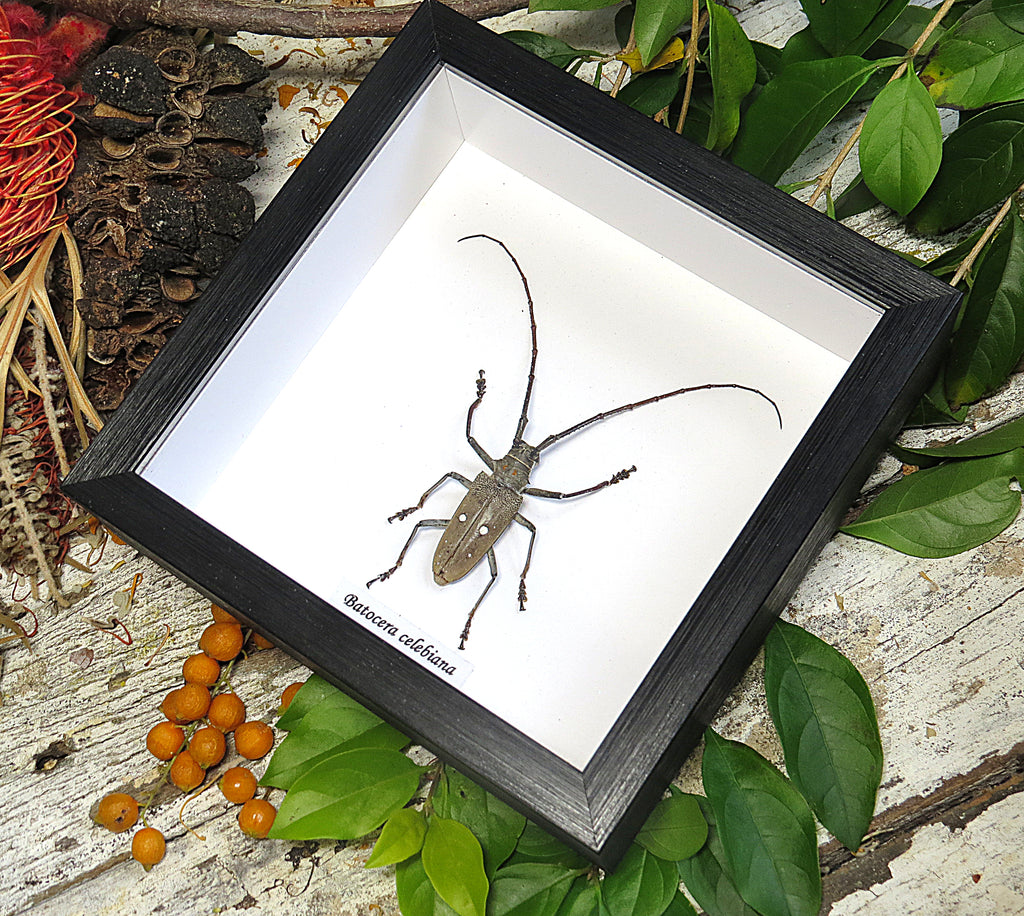 Batocera celebiana
