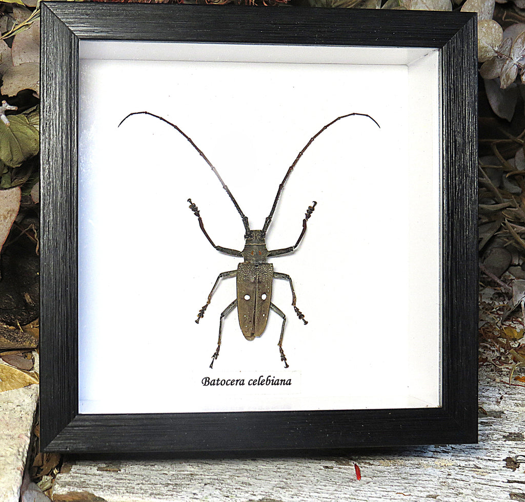 Batocera celebiana